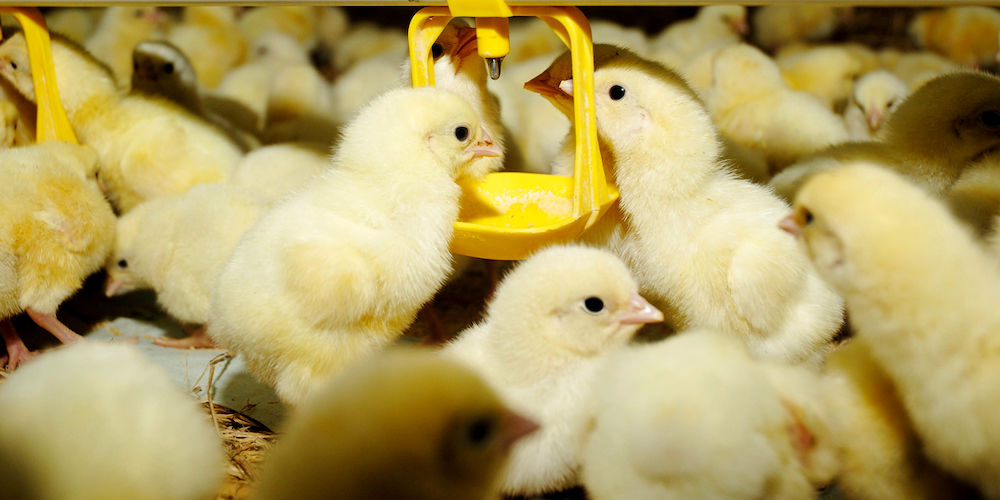 Broiler chicken drinking water