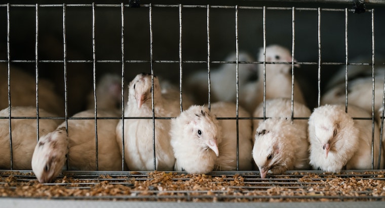 高品質(zhì)環(huán)控助力養(yǎng)禽降本增效