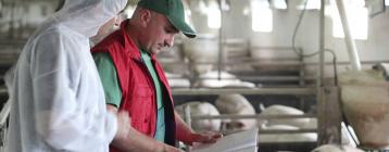 巴西養(yǎng)豬場(chǎng)豬舍靠風(fēng)機(jī)降溫水簾系統(tǒng)和噴霧加濕器增加育肥豬產(chǎn)量