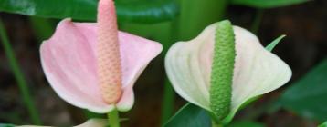 溫室安裝環(huán)境通風控制系統(tǒng)，風機和濕簾墻改善作物產(chǎn)量和質(zhì)量