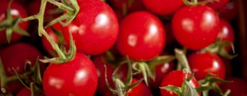 空氣加熱器、循環(huán)和抽排風機助意大利番茄種植溫室控制抗寒濕度